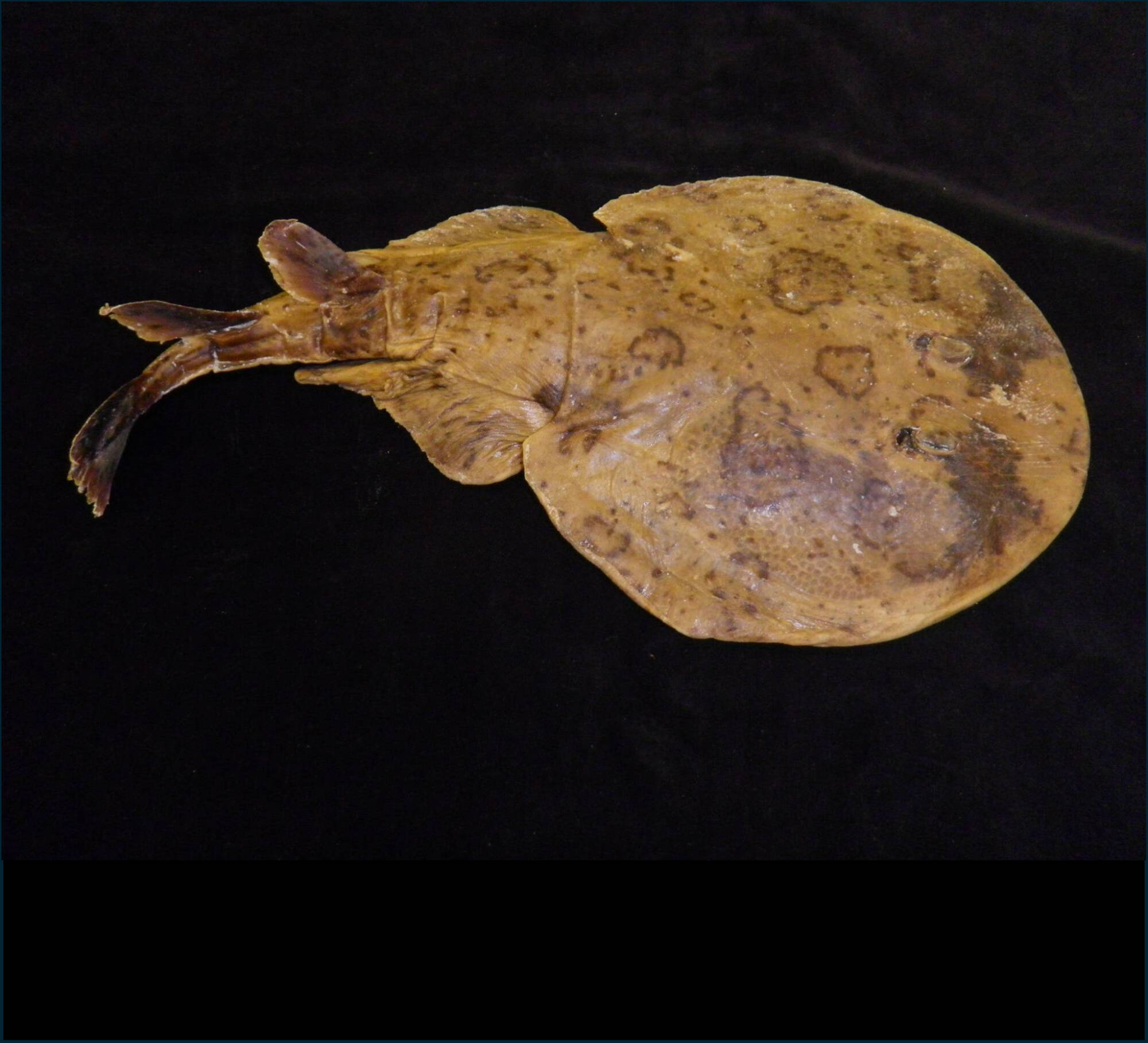 Plastinated Lesser Electric Ray – Narcine bancroftii
